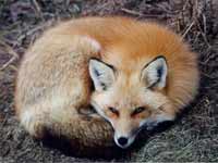 Le renard