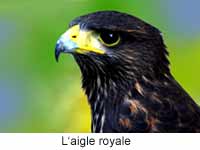 L'aigle royale