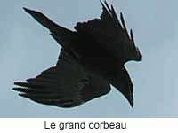 Le grand corbeau