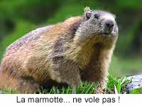 La marmotte