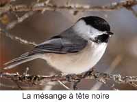 La m&eacute;sange &agrave; t&ecirc;te noire