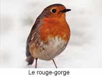 Le rouge-gorge